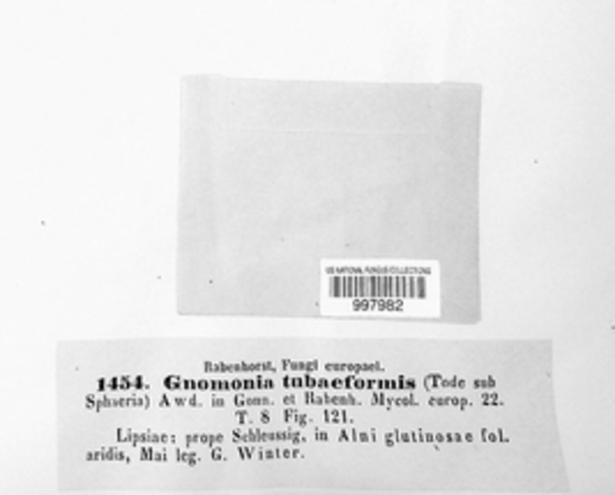 Gnomoniella tubaeformis image